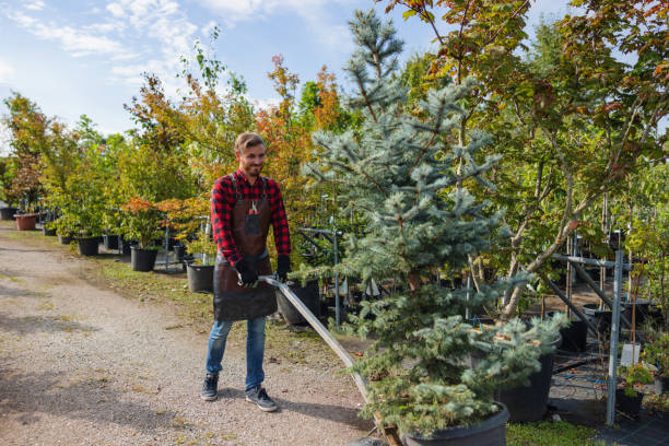 Pleasant Hill, IA Tree Removal and Landscaping Services Company